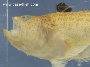 Foto Galerie/Perciformes/Percoidei/Echiichthys vipera/Echiichthys vipera_05_S.jpg